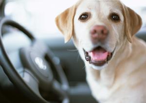 山口県下関市のトヨタカローラ山口 新下関店の魅力と店舗情報